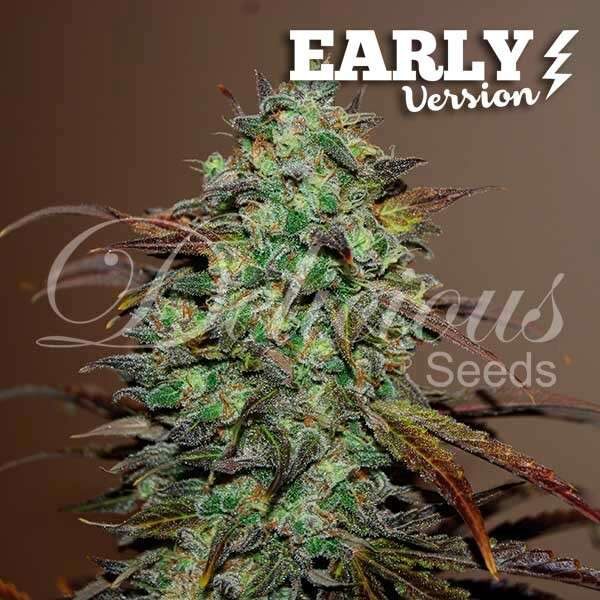 Eleven Roses Early Version feminizada de Delicious Seeds
