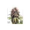 Euforia feminizada de Dutch Passion
