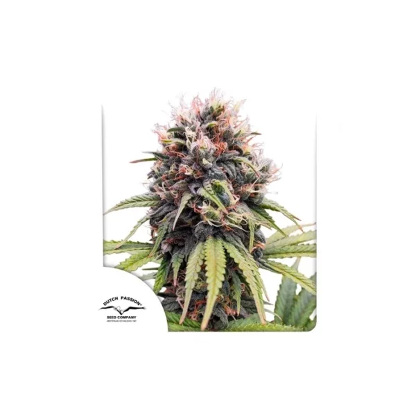 Euforia feminizada de Dutch Passion