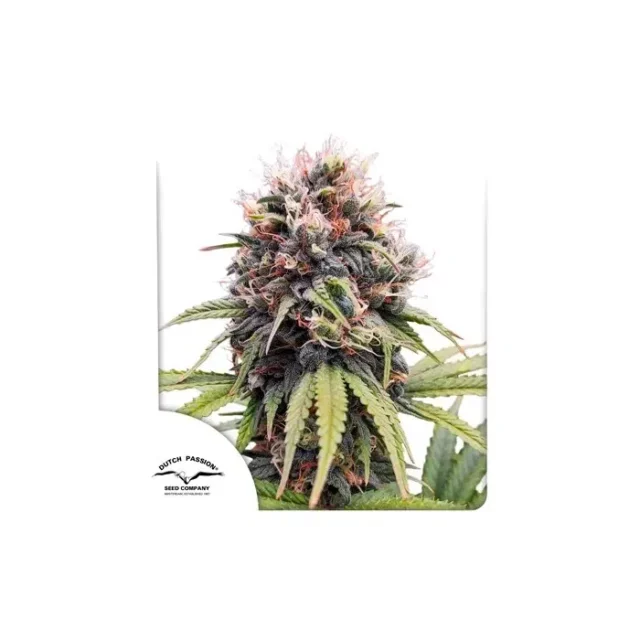 Euforia feminizada de Dutch Passion