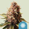 Euphoria feminizada de Royal Queen Seeds