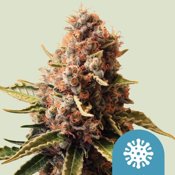 Euphoria feminizada de Royal Queen Seeds