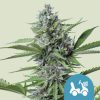 Fast Eddy Auto CBD de Royal Queen Seeds