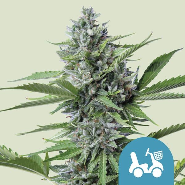 Fast Eddy Auto CBD de Royal Queen Seeds