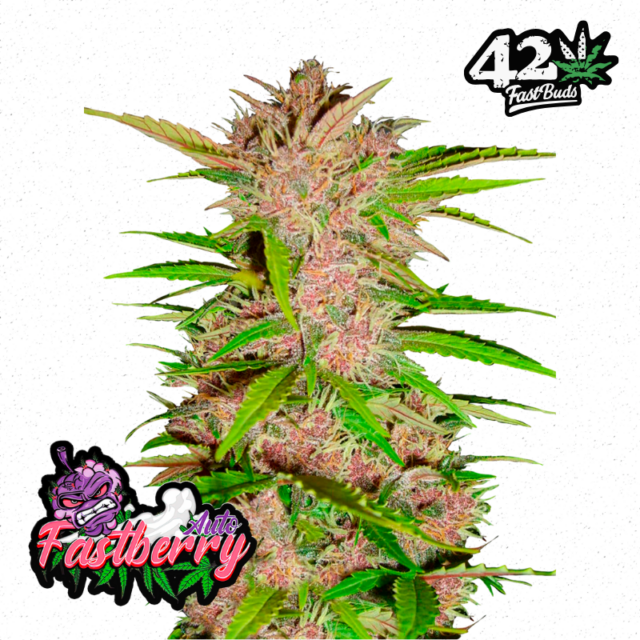 Fastberry Auto de FastBuds