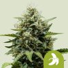 Fat Banana Auto de Royal Queen Seeds