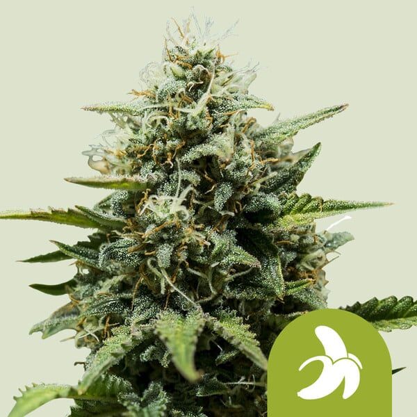 Fat Banana Auto de Royal Queen Seeds