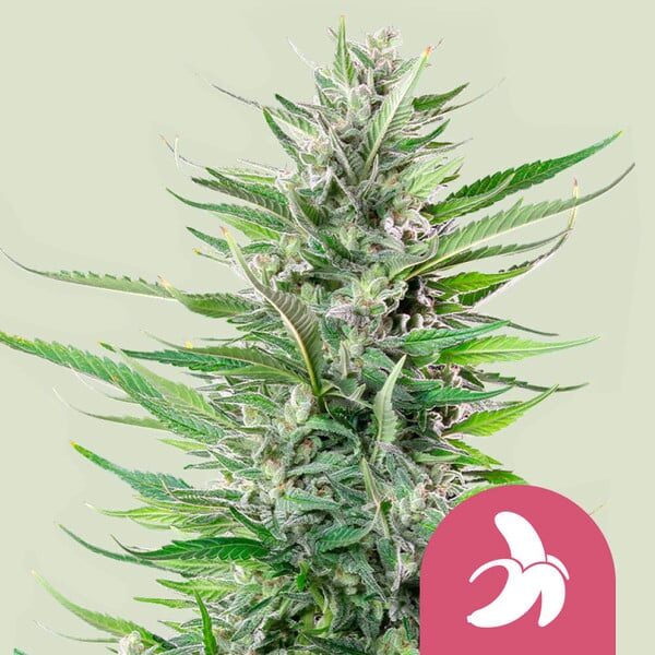 Fat Banana feminizada de Royal Queen Seeds