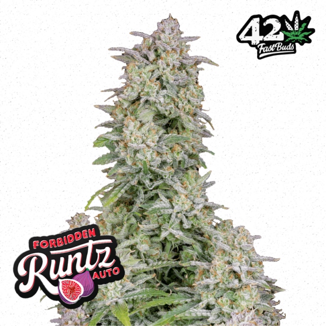Forbidden Runtz Auto de FastBuds