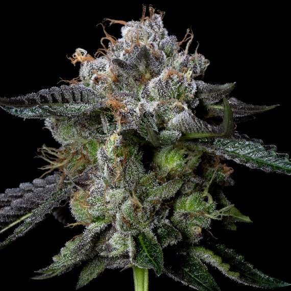 Four Prophets feminizada de DNA Genetics