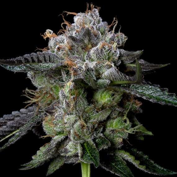 Four Prophets feminizada de DNA Genetics