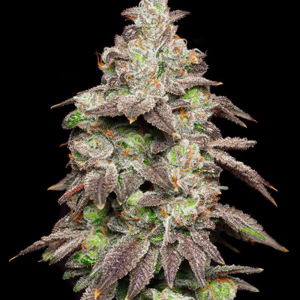 Fried Banana feminizada de Cookies Seed Bank