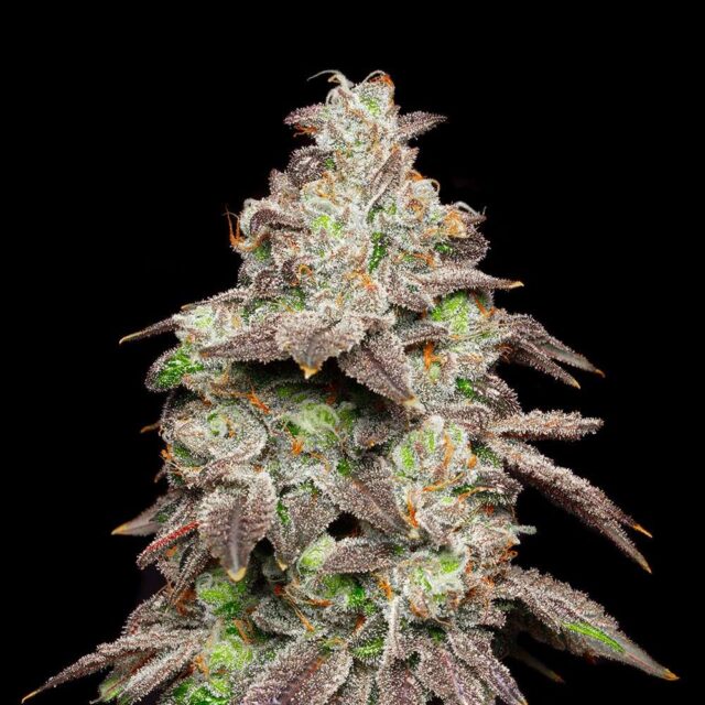 Fried Banana feminizada de Cookies Seed Bank