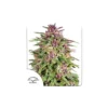 Frisian Dew feminizada de Dutch Passion