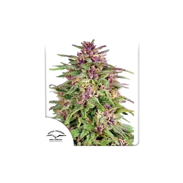 Frisian Dew feminizada de Dutch Passion