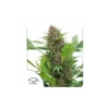 Frisian Duck feminizada de Dutch Passion