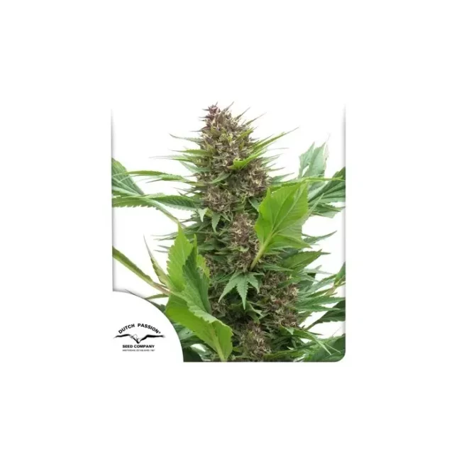 Frisian Duck feminizada de Dutch Passion