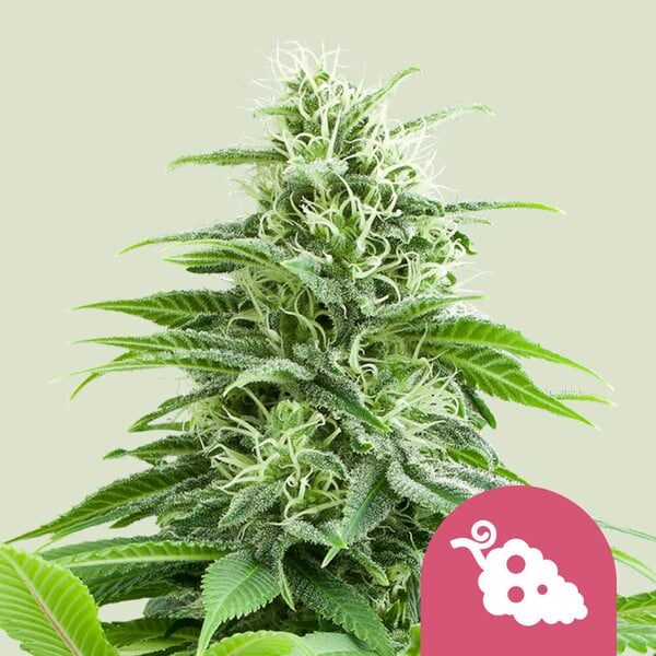 Fruit Spirit feminizada de Royal Queen Seeds