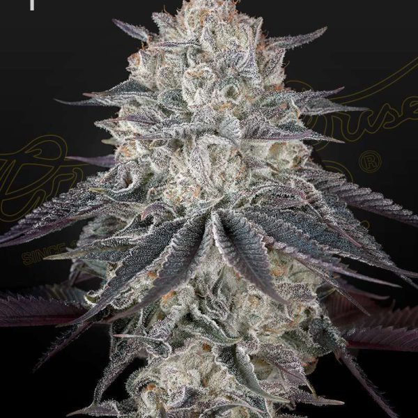 FullGas! feminizada de Green House Seeds