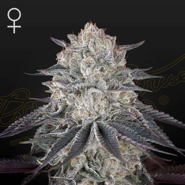 FullGas! feminizada de Green House Seeds