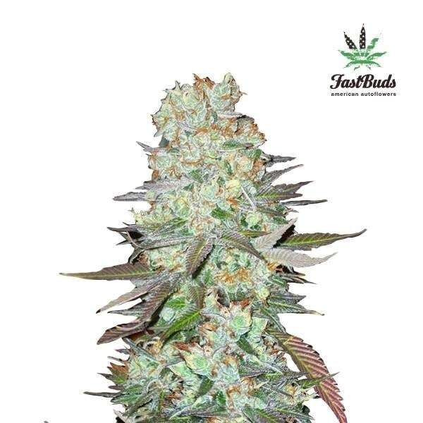 G14 Auto de FastBuds