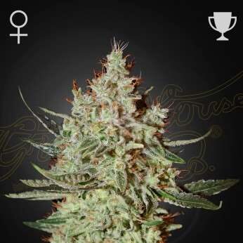 GH Cheese feminizada de Green House Seeds