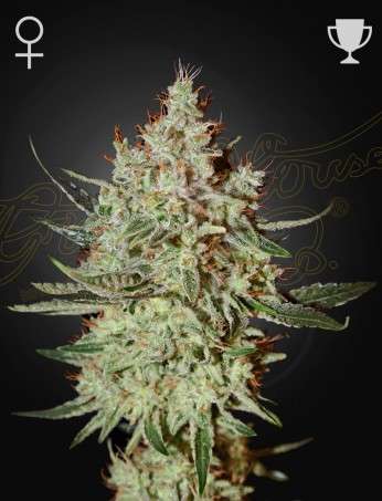 GH Cheese feminizada de Green House Seeds