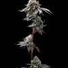 GMO Cookies feminizada de Barney’s Farm