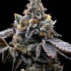 GMO Cookies feminizada de Barney’s Farm