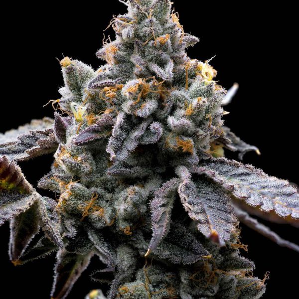 GMO Cookies feminizada de Barney’s Farm