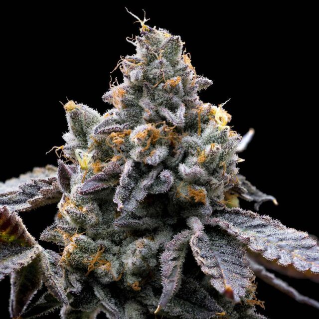 GMO Cookies feminizada de Barney’s Farm