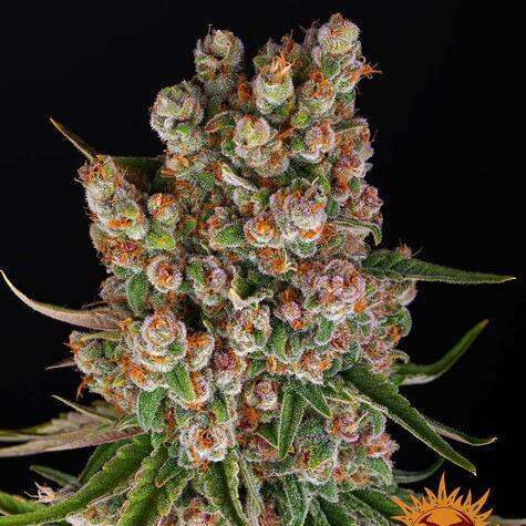 GMO Auto de Barney’s Farm