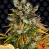 GMO feminizada de Barney’s Farm