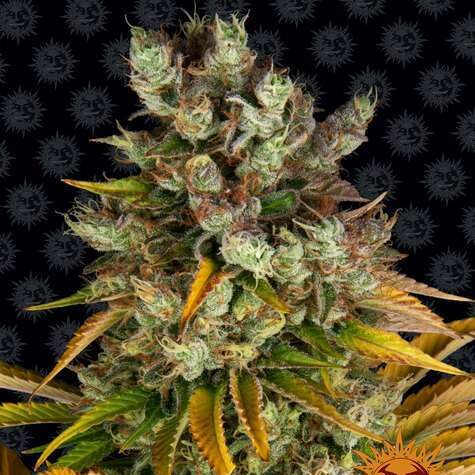 GMO feminizada de Barney’s Farm