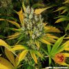 GMO feminizada de Barney’s Farm