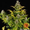GMO feminizada de Barney’s Farm