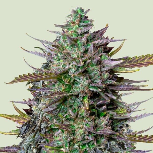 GOAT'lato Auto de Royal Queen Seeds