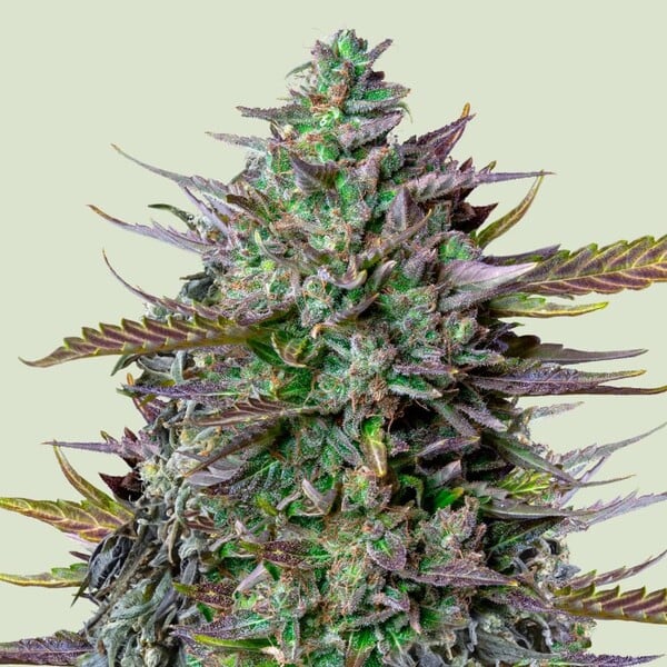GOAT'lato Auto de Royal Queen Seeds
