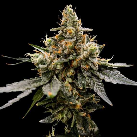 Gaz Money feminizada de DNA Genetics