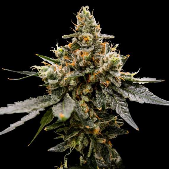 Gaz Money feminizada de DNA Genetics