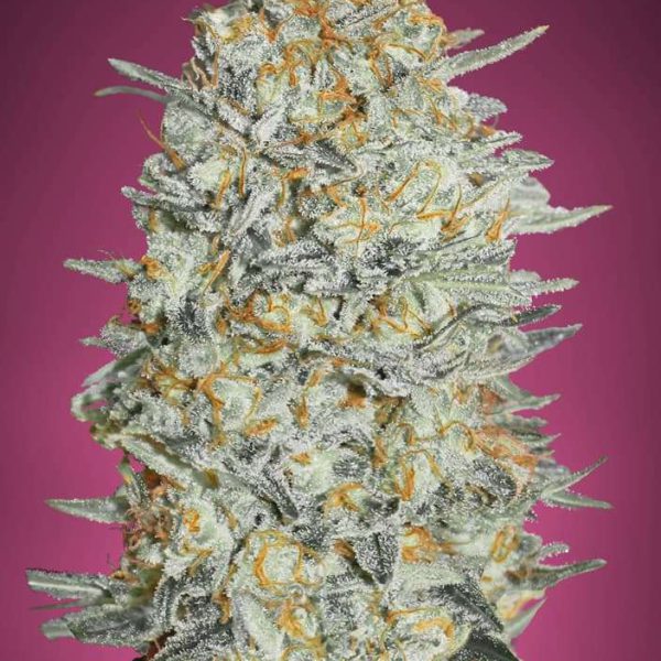 Gelato 33 feminizada de Advanced Seeds