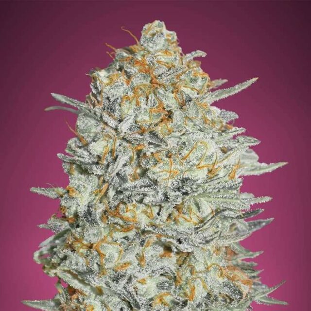 Gelato 33 feminizada de Advanced Seeds