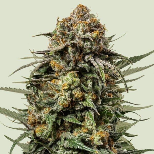 Gelato 44 feminizada de Royal Queen Seeds