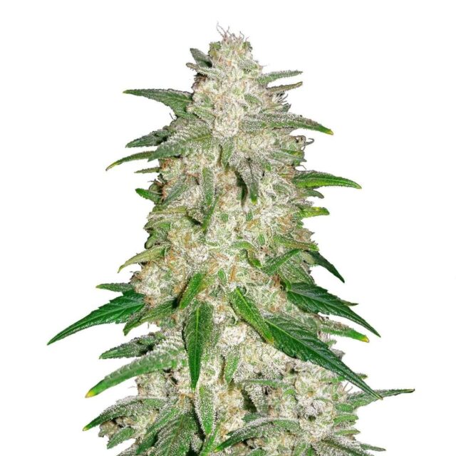 Gelato Auto de Fastbuds
