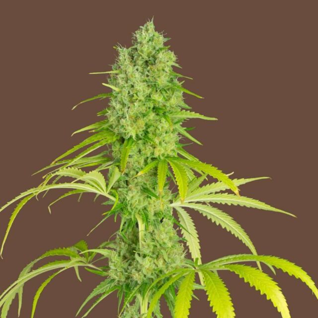 Gelato Cookies feminizada de Kilo Genetics