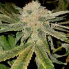 Gelato Kiss feminizada de Elev8 Seeds
