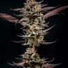 Gelato Kiss feminizada de Elev8 Seeds