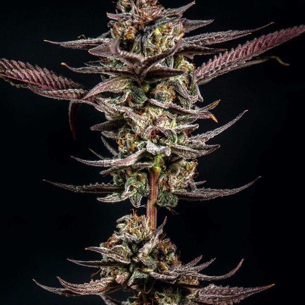 Gelato Kiss feminizada de Elev8 Seeds