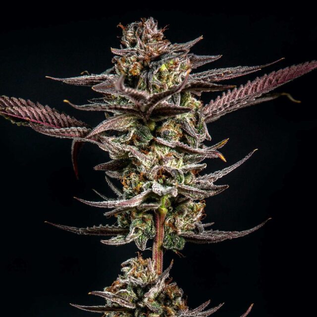 Gelato Kiss feminizada de Elev8 Seeds