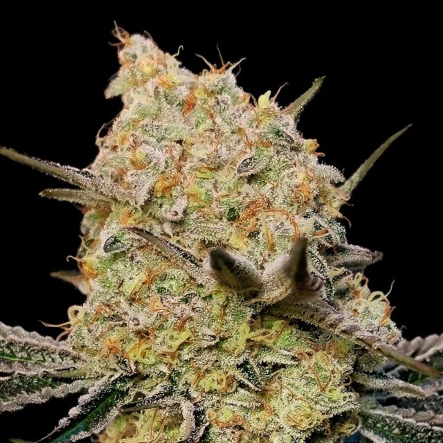 Gelato Mint feminizada de 00 Seeds